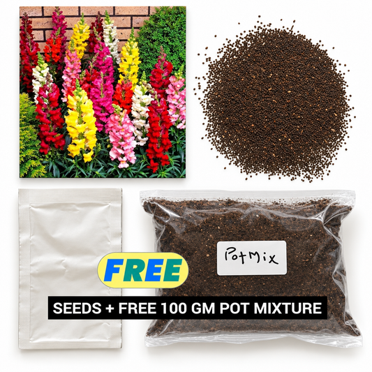 Snapdragon seeds with a free 100 gm pot mixture pouch.