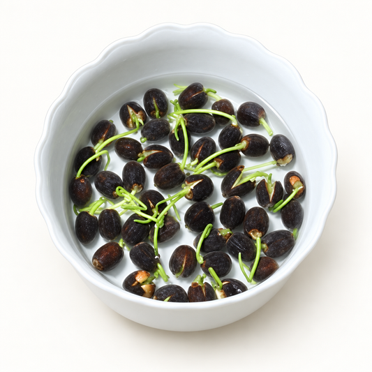 Water lily seeds sprouting in a bowl of water.