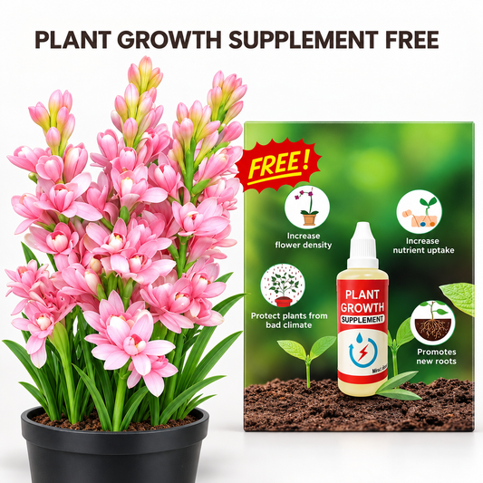 Rajani Gandha flower seeds pack with 20 seeds and a free plant growth supplement shown.